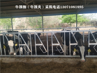 <strong>6米8位牛颈枷</strong>