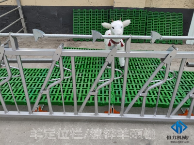 自锁式羊颈夹如何为羊场省时省力